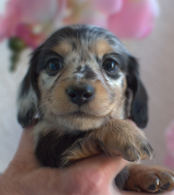 vom treuen wachter long haired mini dachshunds